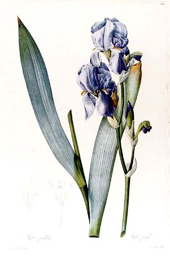 Iris Pallida