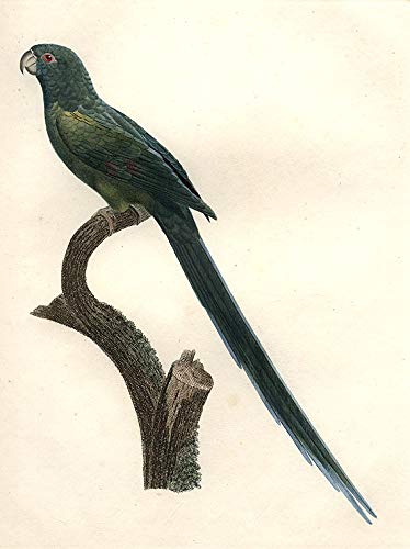 [Perruche sincialo (Ring-necked Parakeet [Psitticula krameri manillensis, female])]