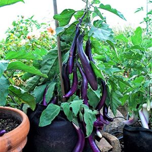 eggplant, long purple eggplant seeds, heirloom, non gmo, 50 seeds, garden seed, long purple, heirloom, non gmo, garden seed
