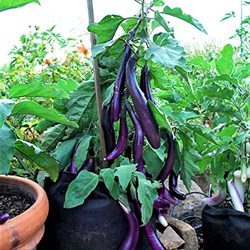 Eggplant, Long Purple Eggplant Seeds, Heirloom, Non GMO, 50 Seeds, Garden Seed, Long Purple, Heirloom, Non GMO, Garden Seed