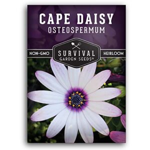 survival garden seeds – cape daisy seed for planting – packet with instructions to plant and grow beautiful white and purple osteospermum in your home flower garden – non-gmo heirloom variety