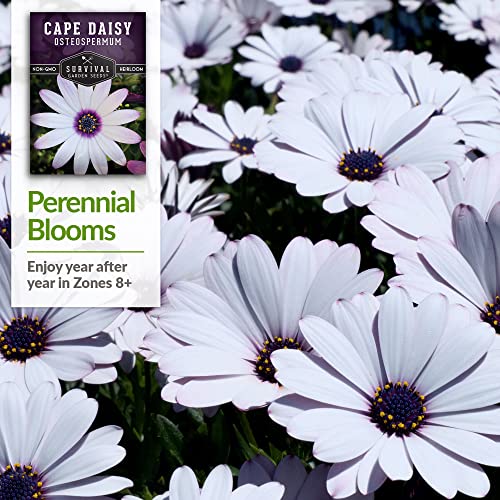 Survival Garden Seeds - Cape Daisy Seed for Planting - Packet with Instructions to Plant and Grow Beautiful White and Purple Osteospermum in Your Home Flower Garden - Non-GMO Heirloom Variety