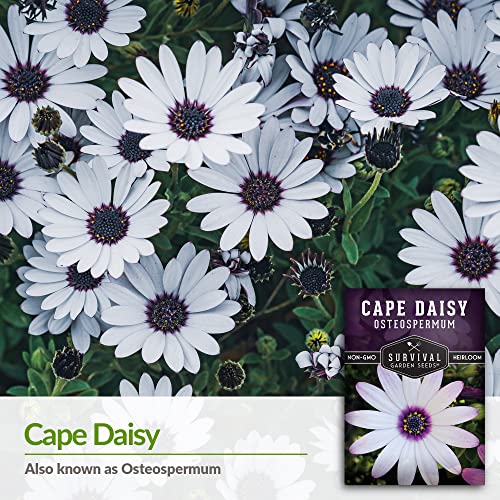 Survival Garden Seeds - Cape Daisy Seed for Planting - Packet with Instructions to Plant and Grow Beautiful White and Purple Osteospermum in Your Home Flower Garden - Non-GMO Heirloom Variety