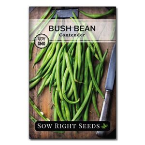 sow right seeds – contender bush bean seed for planting – large & delicious green beans to grow – easy to grow, large pods – non-gmo heirloom packet with instructions to plant a home vegetable garden