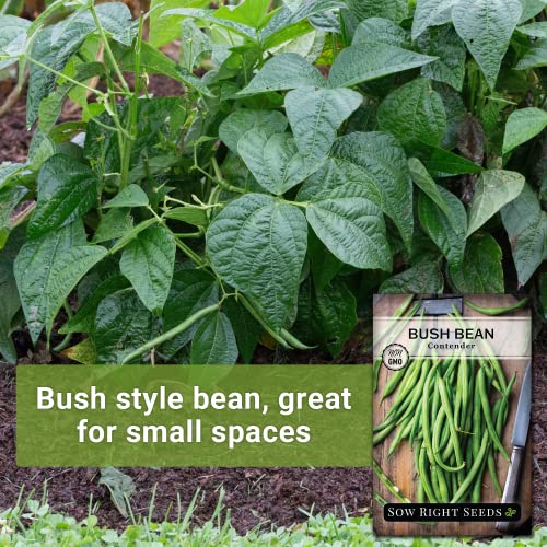 Sow Right Seeds - Contender Bush Bean Seed for Planting - Large & Delicious Green Beans to Grow - Easy to Grow, Large Pods - Non-GMO Heirloom Packet with Instructions to Plant a Home Vegetable Garden