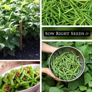 Sow Right Seeds - Contender Bush Bean Seed for Planting - Large & Delicious Green Beans to Grow - Easy to Grow, Large Pods - Non-GMO Heirloom Packet with Instructions to Plant a Home Vegetable Garden