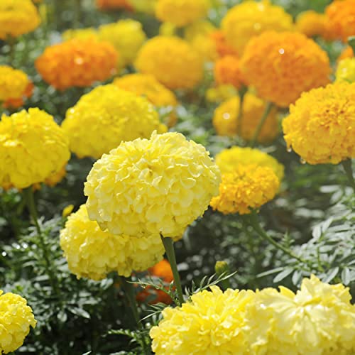 The Old Farmer's Almanac Marigold Seeds (Crackerjack Mix) - Approx 400 Flower Seeds - Premium Non-GMO, Open Pollinated