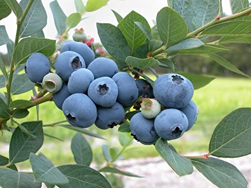 Blueberry Bush Granular Sulfur Fertilizer ( Soil Acidifier ) - 50 Lbs..