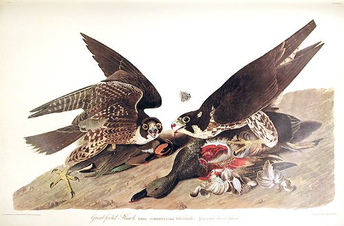 Great-footed Hawk. From"The Birds of America" (Amsterdam Edition)