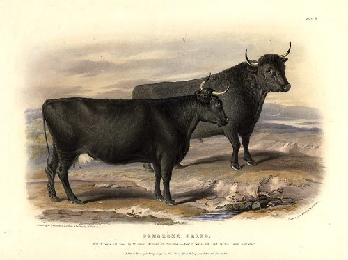 Pembroke Breed