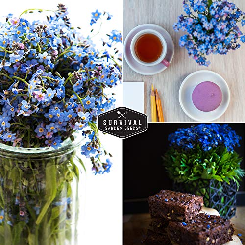 Survival Garden Seeds - Forget Me Not Seed for Planting - Packet with Instructions to Plant and Grow Tiny Blue Flowers in Your Home Vegetable or Flower Garden - Non-GMO Heirloom Variety