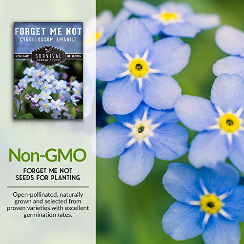 Survival Garden Seeds - Forget Me Not Seed for Planting - Packet with Instructions to Plant and Grow Tiny Blue Flowers in Your Home Vegetable or Flower Garden - Non-GMO Heirloom Variety