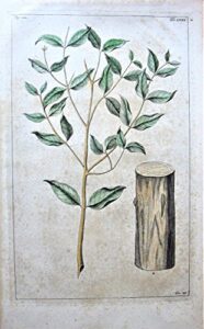 antique copperplate engraving: branch with log