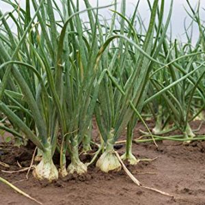 White Sweet Spanish Onion Seeds for Planting, 500+ Heirloom Seeds Per Packet, (Isla's Garden Seeds), Non GMO Seeds, Botanical Name: Allium cepa, Great Home Garden Gift