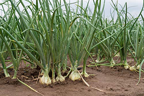 White Sweet Spanish Onion Seeds for Planting, 500+ Heirloom Seeds Per Packet, (Isla's Garden Seeds), Non GMO Seeds, Botanical Name: Allium cepa, Great Home Garden Gift