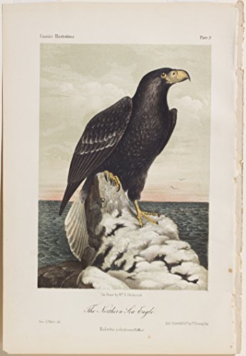 The Northern Sea Eagle