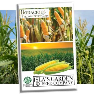 bodacious rm sweet yellow corn seeds for planting, 50+ seeds per packet, (isla’s garden seeds), non gmo seeds, 90% germination rates, scientific name: zea mays, great home garden gift