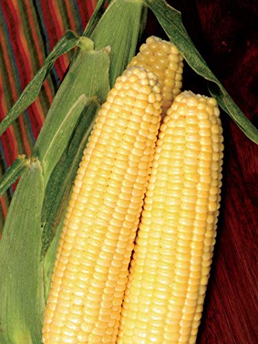 Bodacious RM Sweet Yellow Corn Seeds for Planting, 50+ Seeds Per Packet, (Isla's Garden Seeds), Non GMO Seeds, 90% Germination Rates, Scientific Name: Zea Mays, Great Home Garden Gift