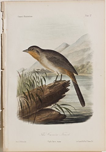 The Canon Finch