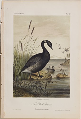 The Black Brant