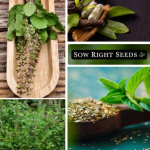 Sow Right Seeds - Holy Basil Tulsi Seed for Planting - Culinary Herb to Plant in Your Home Garden - Indoors or Outdoors - Ayurvedic Medicine and Tea - Non-GMO Heirloom Seeds - Great Gardening Gift