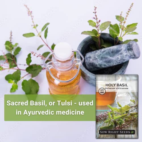 Sow Right Seeds - Holy Basil Tulsi Seed for Planting - Culinary Herb to Plant in Your Home Garden - Indoors or Outdoors - Ayurvedic Medicine and Tea - Non-GMO Heirloom Seeds - Great Gardening Gift