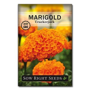 sow right seeds crackerjack marigold seeds – non-gmo heirloom seeds with instructions to plant a beautiful flower garden – 750mg (about 350 seeds) – wonderful gardening gift (1)