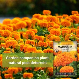 Sow Right Seeds Crackerjack Marigold Seeds - Non-GMO Heirloom Seeds with Instructions to Plant a Beautiful Flower Garden - 750mg (About 350 Seeds) - Wonderful Gardening Gift (1)