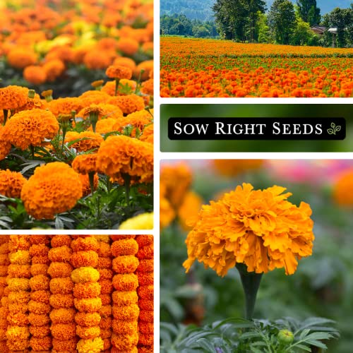 Sow Right Seeds Crackerjack Marigold Seeds - Non-GMO Heirloom Seeds with Instructions to Plant a Beautiful Flower Garden - 750mg (About 350 Seeds) - Wonderful Gardening Gift (1)