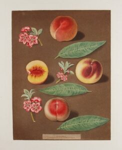 [peach] marlborough peach; rombullion peach; double mountain peach