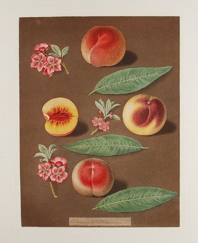 [Peach] Marlborough Peach; Rombullion Peach; Double Mountain Peach