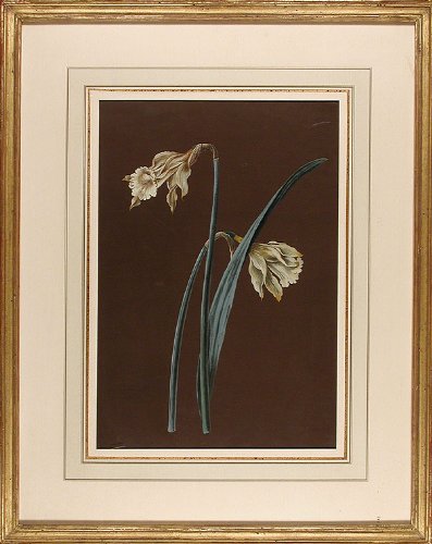 Narcissus jonquilla