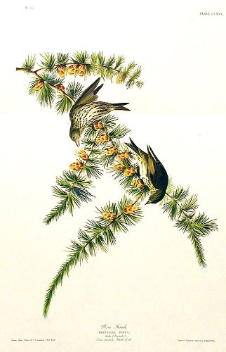 Pine Finch. From"The Birds of America" (Amsterdam Edition)