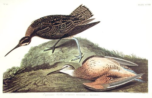 Esquimaux Curlew. From"The Birds of America" (Amsterdam Edition)