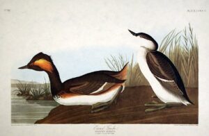 eared grebe. from”the birds of america” (amsterdam edition)