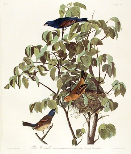 Blue Grosbeak. From"The Birds of America" (Amsterdam Edition)