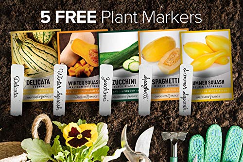 Squash Seeds for Planting 5 Individual Packets - Zucchini, Delicata, Butternut, Spaghetti and Golden Crookneck for Your Non GMO Heirloom Vegetable Garden by Gardeners Basics