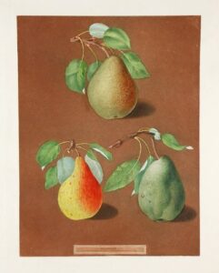 [pears] brown pear; golden pear; colmar pear
