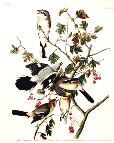 Great American Shrike or Butcher Bird. From"The Birds of America" (Amsterdam Edition)