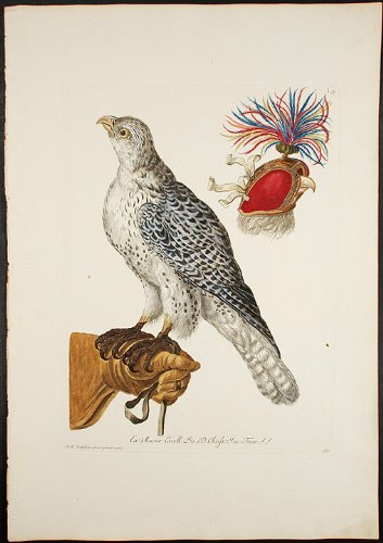 [Icelandic Falcon]