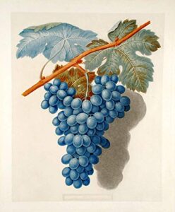 [grapes] black marocco (morocco grape)