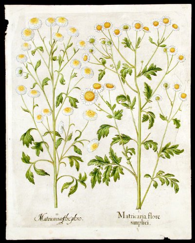[Feverfew] Matricaria flore simplici; [Double-flowered feverfew] Matricaria flore pleno