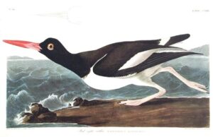 pied oyster-catcher. from”the birds of america” (amsterdam edition)
