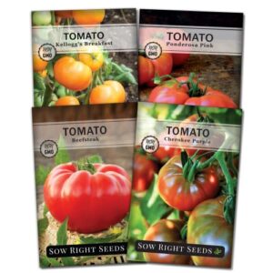 sow right seeds – beefsteak style tomato seed collection for planting – beefsteak, kellogg’s breakfast, cherokee purple, & ponderosa pink – non-gmo heirloom varieties to plant a home vegetable garden
