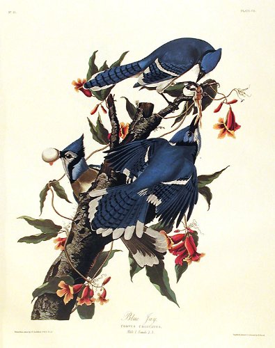 Blue Jay. From"The Birds of America" (Amsterdam Edition)