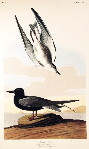 Black Tern. From"The Birds of America" (Amsterdam Edition)