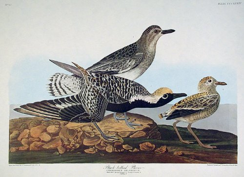 Black-bellied Plover. From"The Birds of America" (Amsterdam Edition)