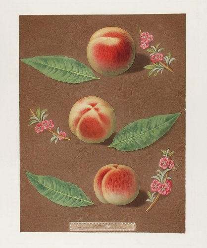 [Peach] Bourdine Peach; Nevet Peach; Late Admirable Peach