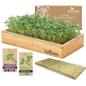 microgreens growing kit self watering – includes microgreens tray, microgreens seeds, mats and bamboo surround. no soil needed. easy to set up. sprouting kit that water once. guaranteed to grow.