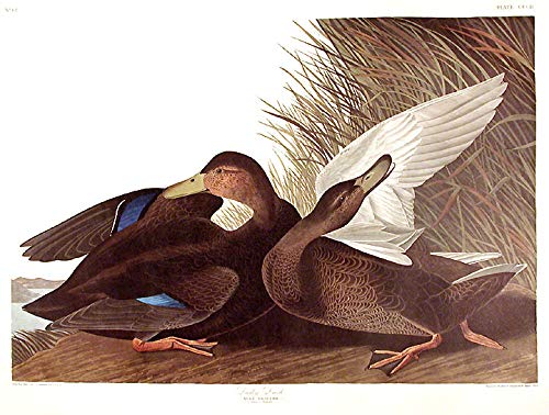 Dusky Duck. From"The Birds of America" (Amsterdam Edition)